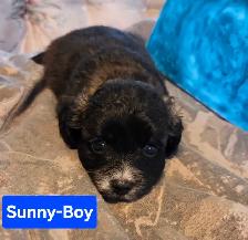 shitzu x bichon puppies for sale 700$ - Photo 6