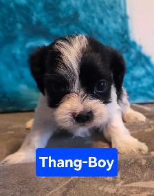shitzu x bichon puppies for sale 700$ - Photo 7