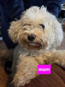 shitzu x bichon puppies for sale 700$ - Photo 8