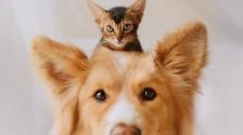 GARDIENNE D’ANIMAUX