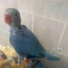Cobalt Blue Indian Ringneck baby male.