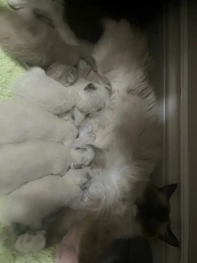 Purebread Ragdoll Kittens- TICA registered