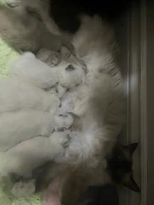 Purebread Ragdoll Kittens- TICA registered
