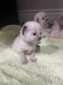 Purebread Ragdoll Kittens- TICA registered - Photo 2