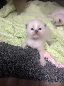 Purebread Ragdoll Kittens- TICA registered - Photo 3