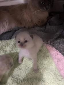 Purebread Ragdoll Kittens- TICA registered - Photo 4