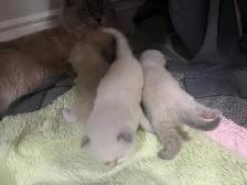 Purebread Ragdoll Kittens- TICA registered - Photo 5