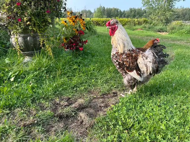 deux poules un coq à donner