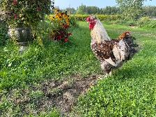 deux poules un coq à donner