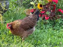 deux poules un coq à donner - Photo 2