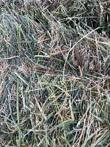 square hay bales - Photo 2