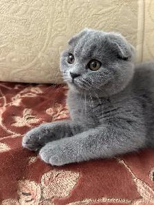 Scottish Fold and Scottish Straight kittens CCA/AFC registered