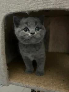 Scottish Fold and Scottish Straight kittens CCA/AFC registered - Photo 5