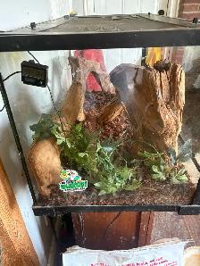 snake/reptile cage and supplies - Photo 2