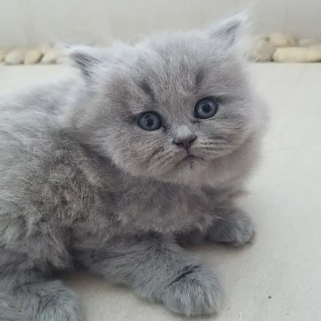 Scottish Straight Blue Longhair kittens registered in CCA/AFC