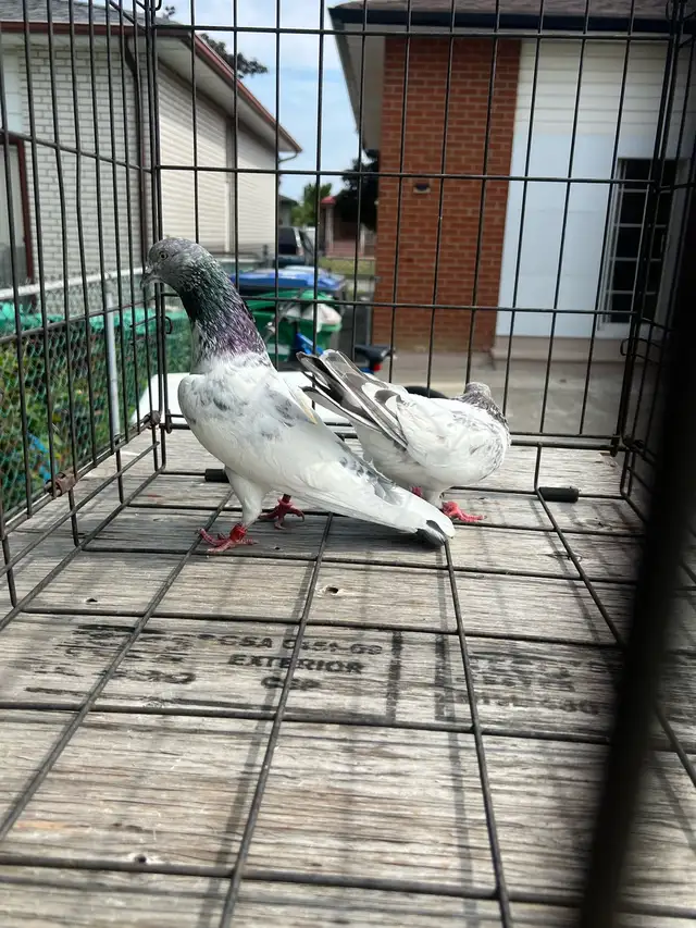 Pakistani Pigeon