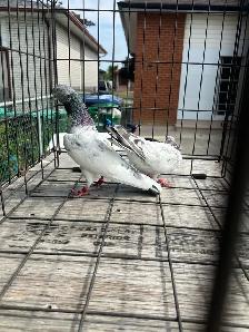 Pakistani Pigeon
