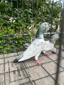 Pakistani Pigeon - Photo 2
