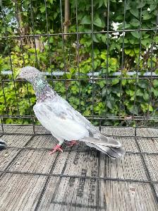 Pakistani Pigeon - Photo 3