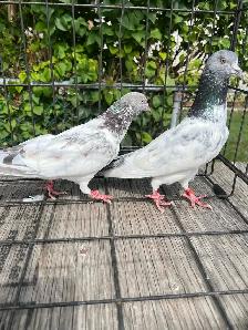Pakistani Pigeon - Photo 4