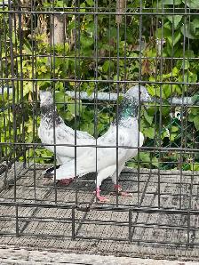 Pakistani Pigeon - Photo 5