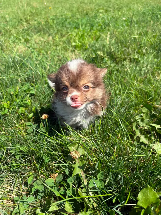 Chihuahua Baby Girl - Please CALL