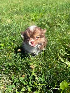 Chihuahua Baby Girl - Please CALL