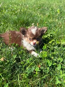 Chihuahua Baby Girl - Please CALL - Photo 2