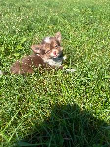 Chihuahua Baby Girl - Please CALL - Photo 3