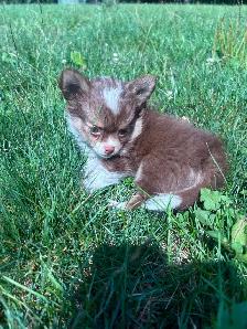 Chihuahua Baby Girl - Please CALL - Photo 4
