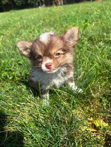 Chihuahua Baby Girl - Please CALL - Photo 5
