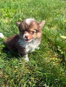 Chihuahua Baby Girl - Please CALL - Photo 6