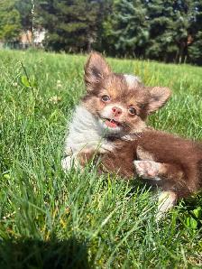Chihuahua Baby Girl - Please CALL - Photo 7