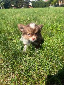 Chihuahua Baby Girl - Please CALL - Photo 8