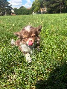 Chihuahua Baby Girl - Please CALL - Photo 9