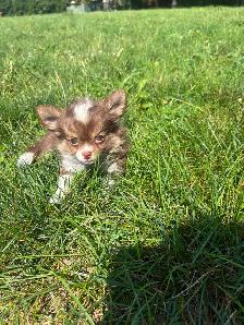 Chihuahua Baby Girl - Please CALL - Photo 10
