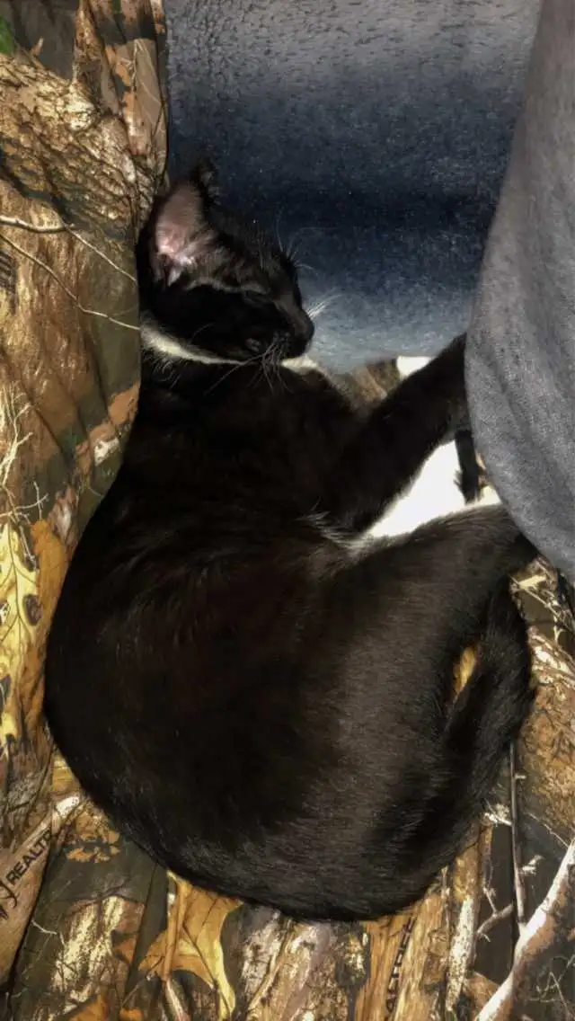 Male cat
