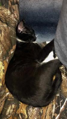 Male cat