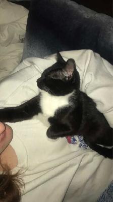 Male cat - Photo 2