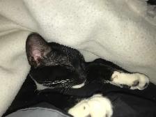 Male cat - Photo 3