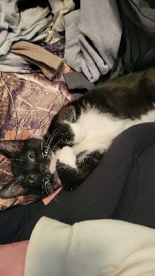 Male cat - Photo 4