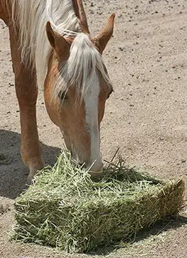 Clean, Quality Horse Hay For Sale