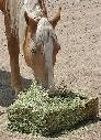 Clean, Quality Horse Hay For Sale