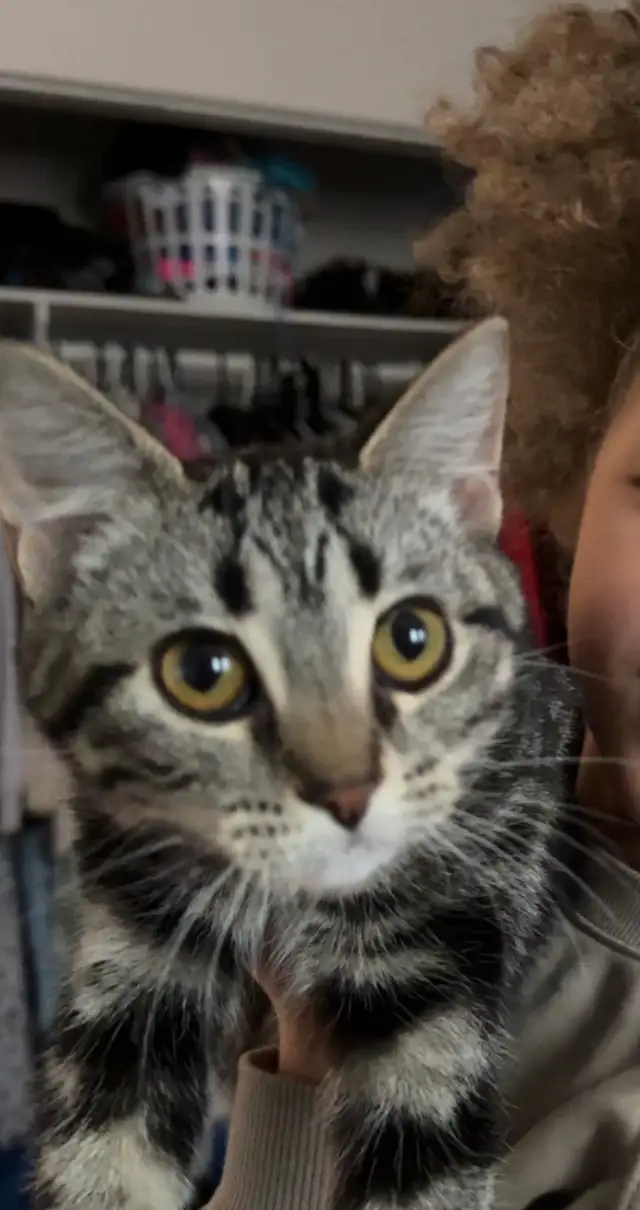 free kitten for good home