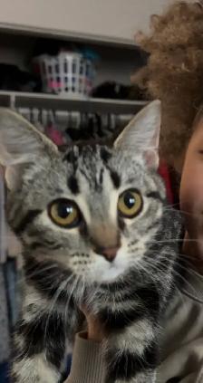 free kitten for good home