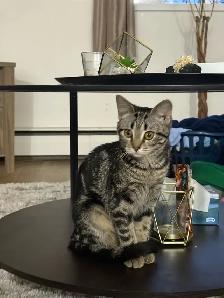 free kitten for good home - Photo 2