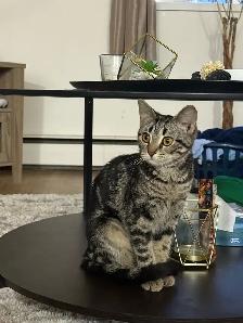 free kitten for good home - Photo 3