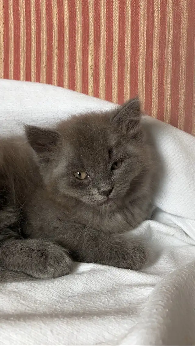 Chaton gris mâle