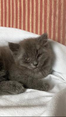 Chaton gris mâle