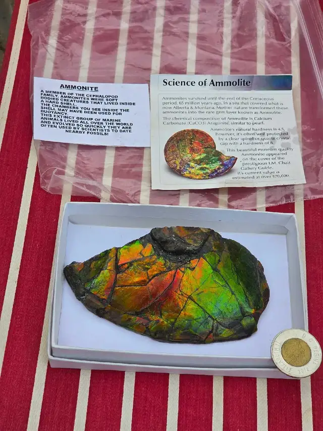 Ammolite fossil, Alberta Gem Stone